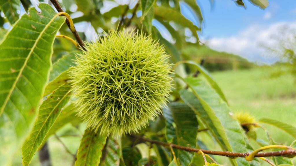 熊本県の栗農園 成熟良し！ | 大森産業株式会社